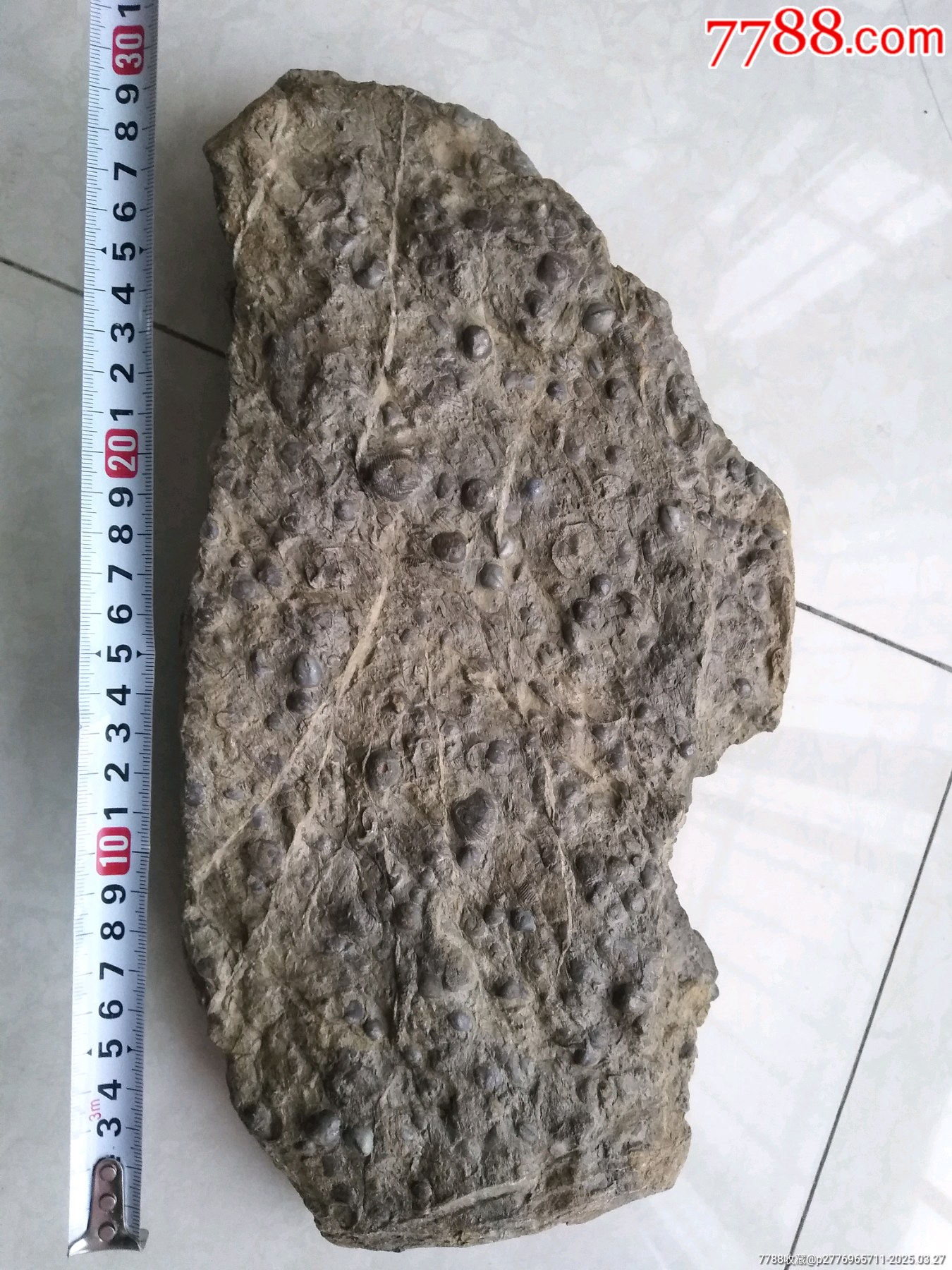 天然化石一大塊_價格980元【鞏昌雄鎮(zhèn)】_第1張_