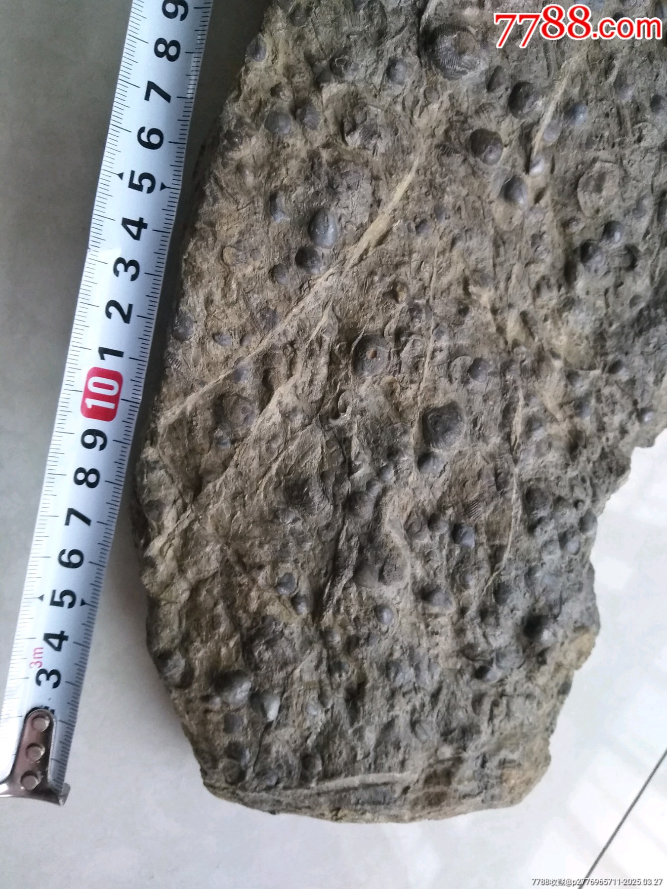 天然化石一大塊_價格980元【鞏昌雄鎮(zhèn)】_第3張_