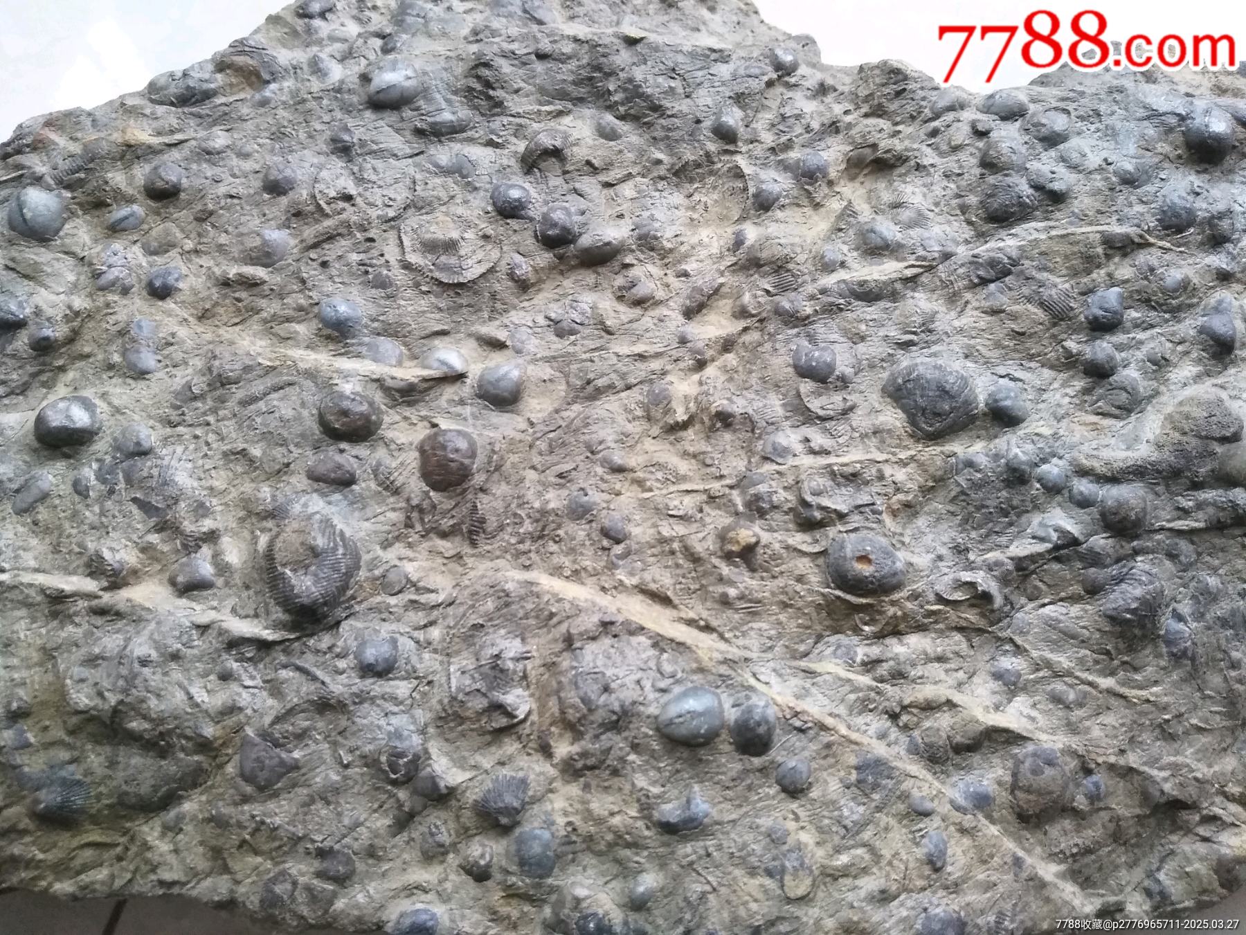 天然化石一大塊_價格980元【鞏昌雄鎮(zhèn)】_第4張_