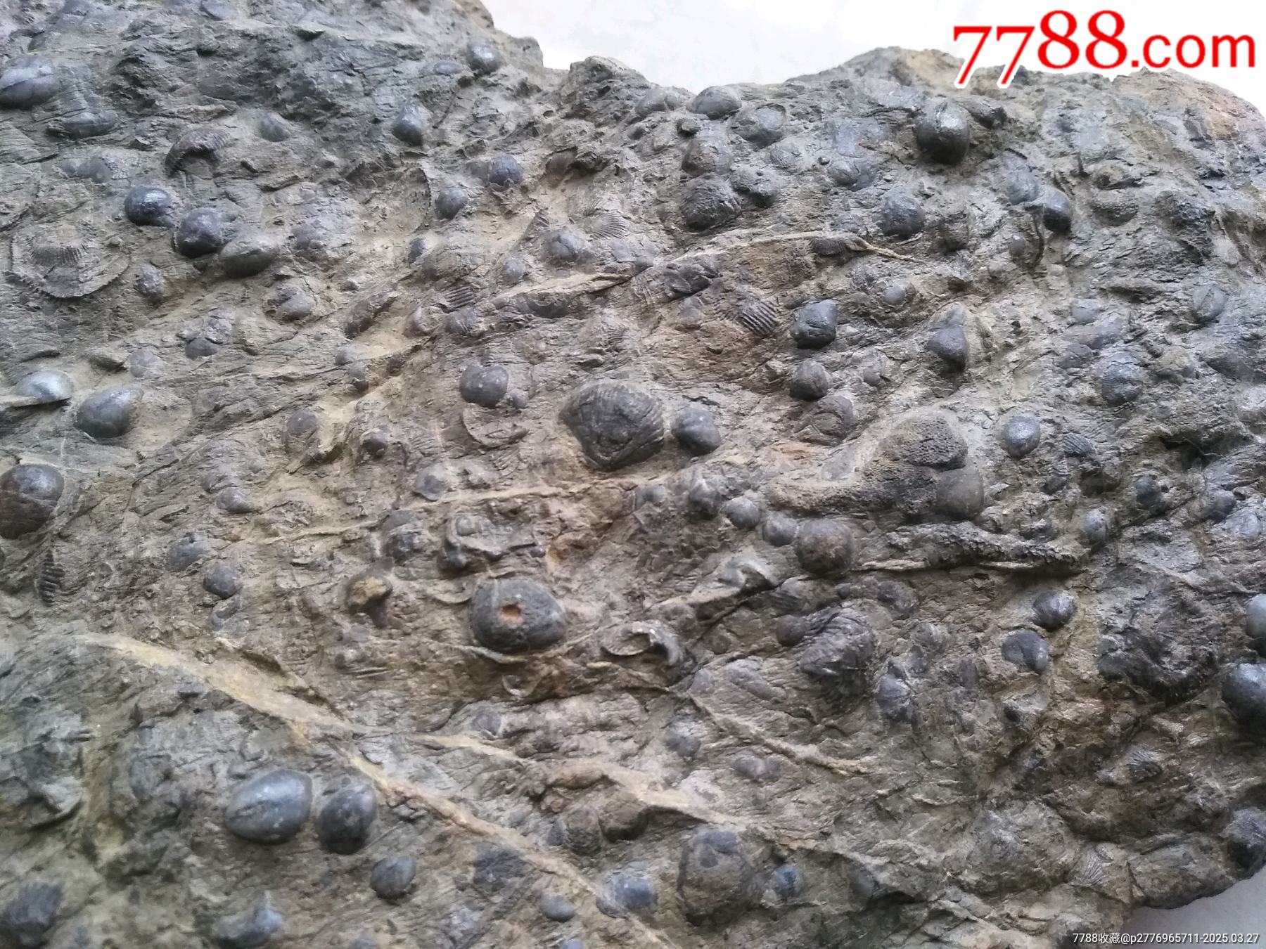 天然化石一大塊_價格980元【鞏昌雄鎮(zhèn)】_第5張_