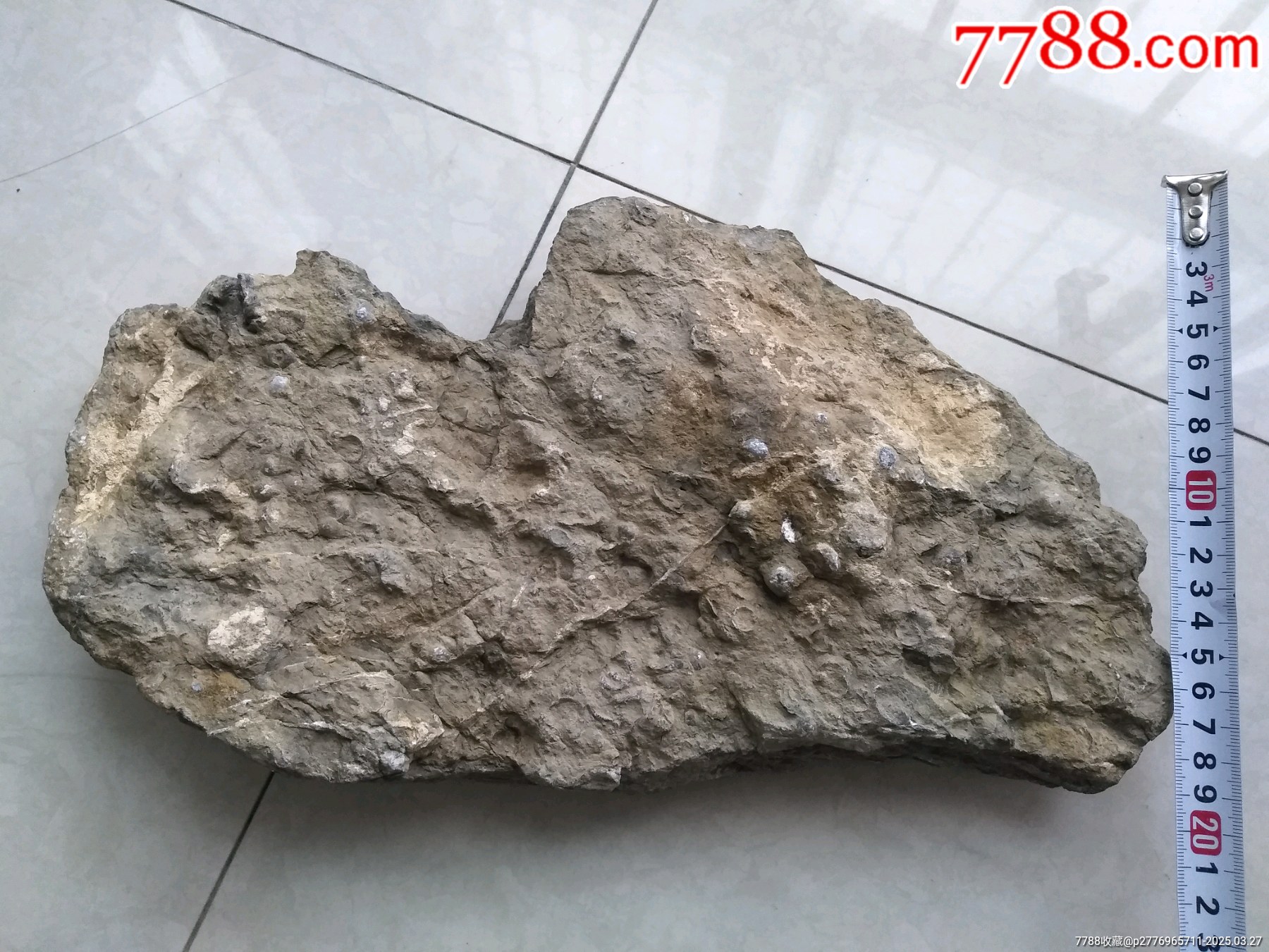 天然化石一大塊_價格980元【鞏昌雄鎮(zhèn)】_第6張_
