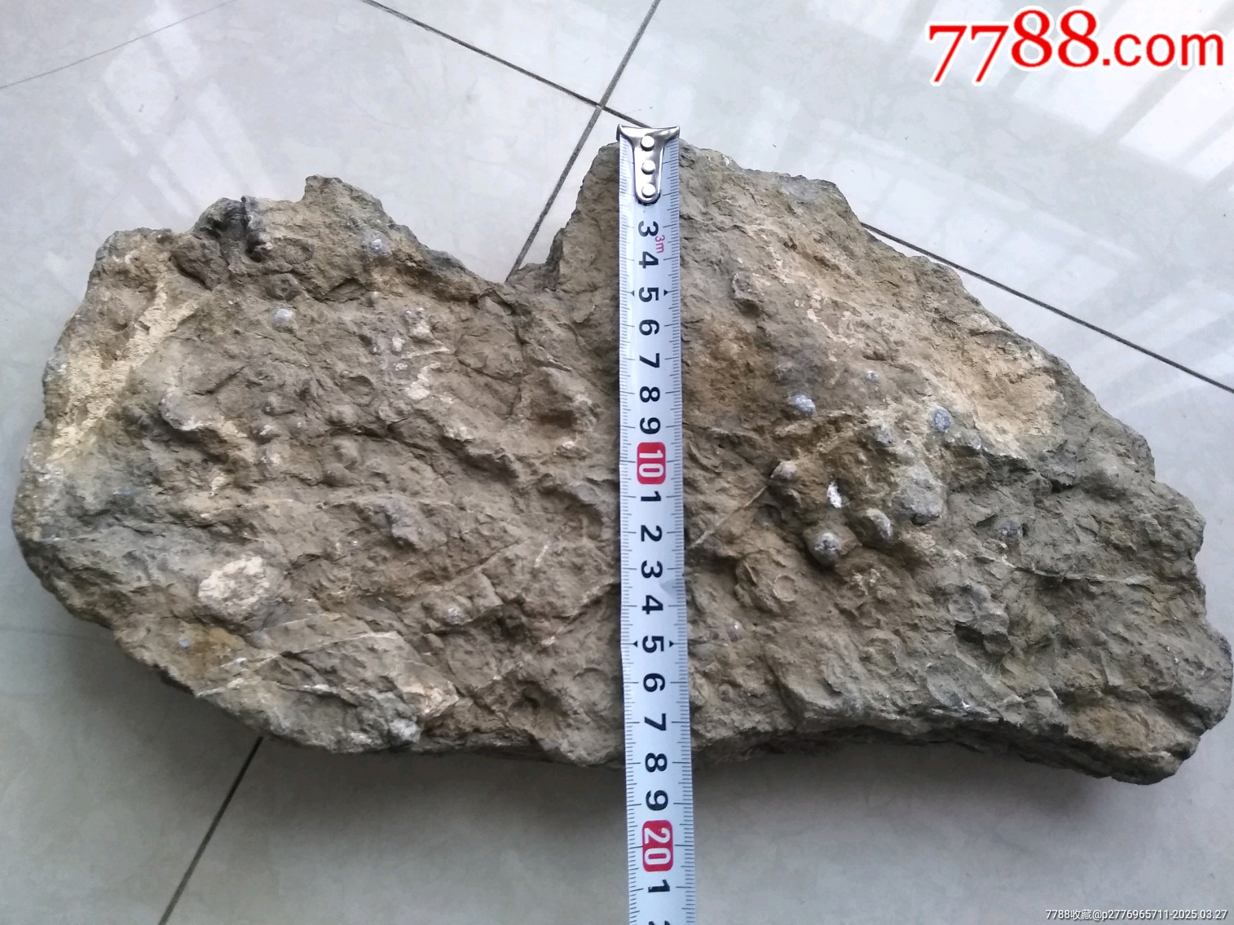 天然化石一大塊_價格980元【鞏昌雄鎮(zhèn)】_第7張_