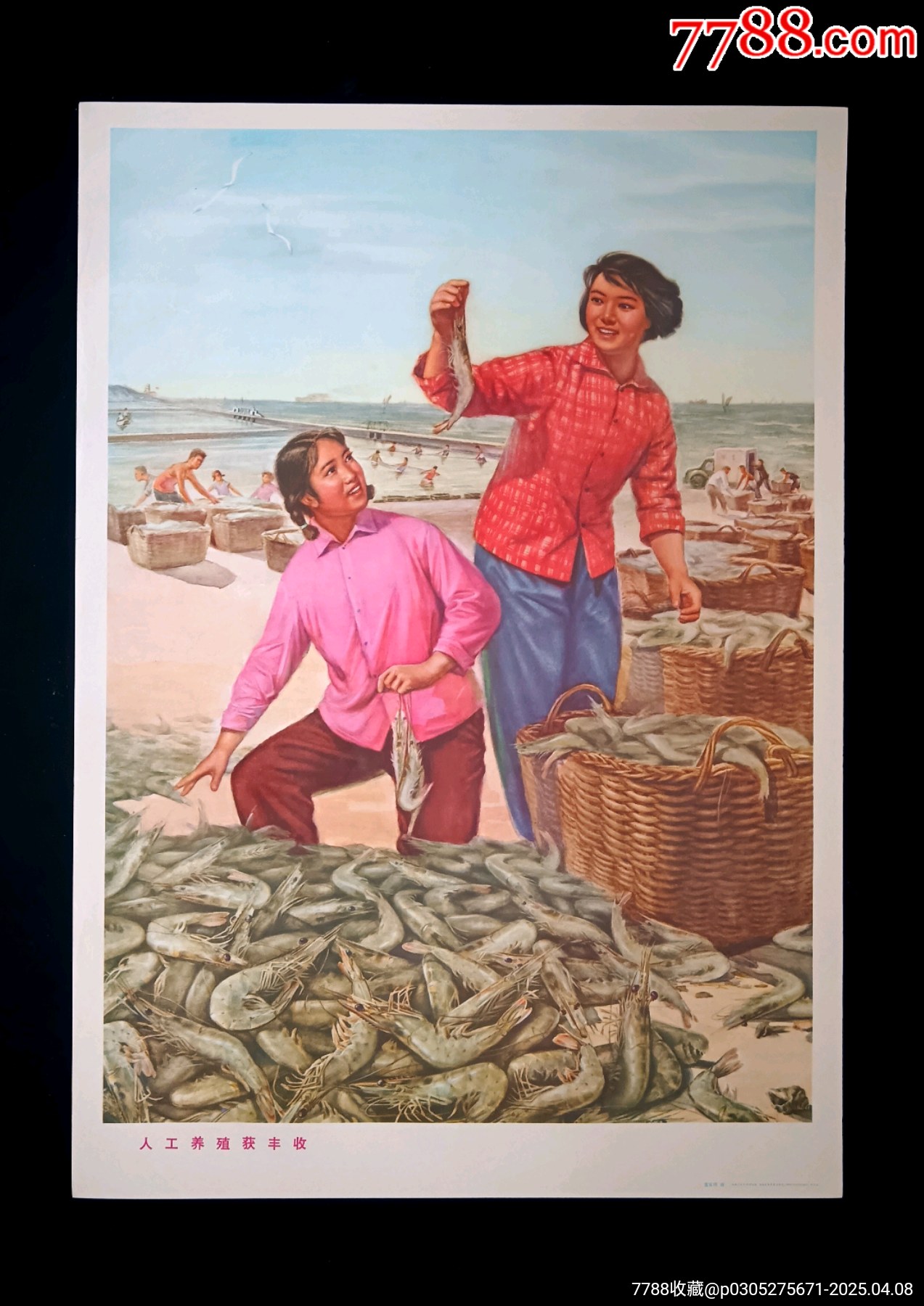 【人工養(yǎng)殖獲豐收】--山東74年初版--精美少見_價格170元_第1張_