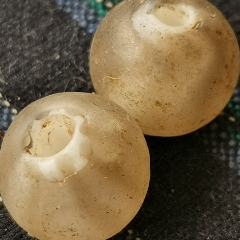 千年燈籠珠一對_
