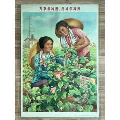 為革命種田……（上海66年，稀見(jiàn)）(zc41411892)