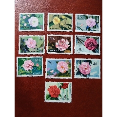 t37山茶花