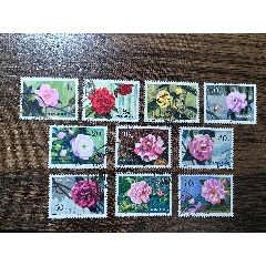 山茶花舊全_