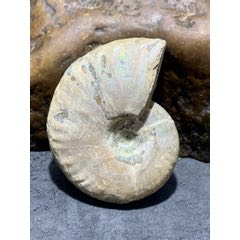 精美天然斑彩螺原石化石菊石發(fā)財(cái)螺古生物化石原石一顆(au41916240)_文玩迷福利社
