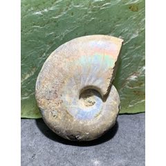 精美天然斑彩螺原石化石菊石發(fā)財(cái)螺古生物化石原石一顆(au41954339)_文玩迷福利社