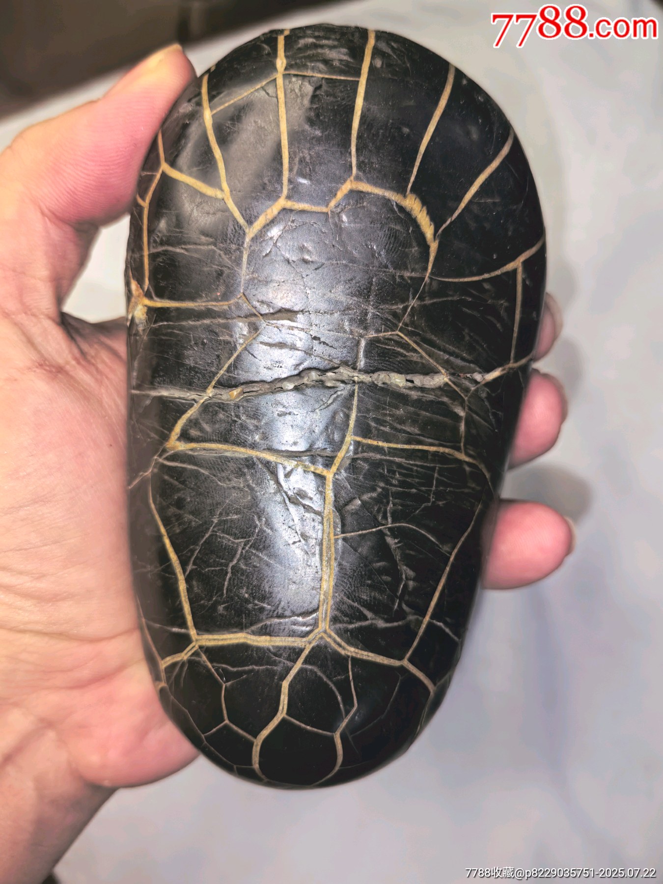 天然龟纹石