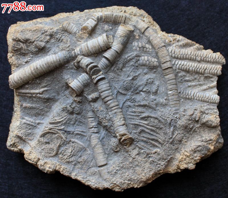 一块千年软体动物化石