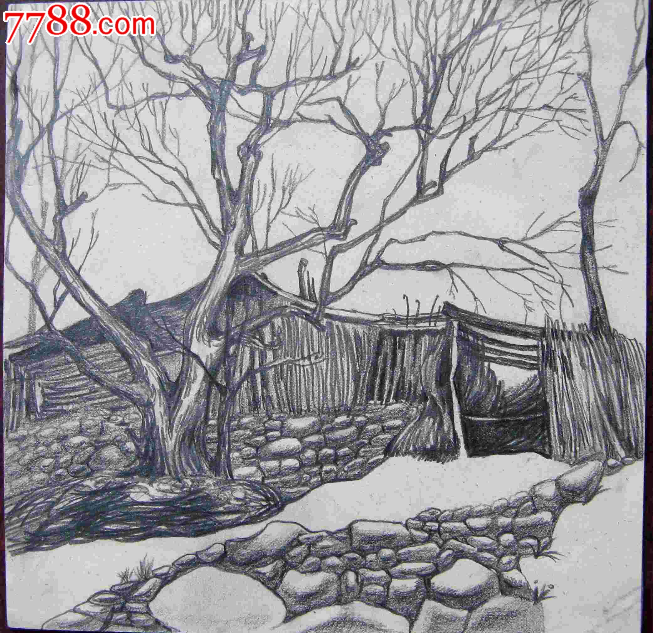 素描风景建筑画:大树柴屋