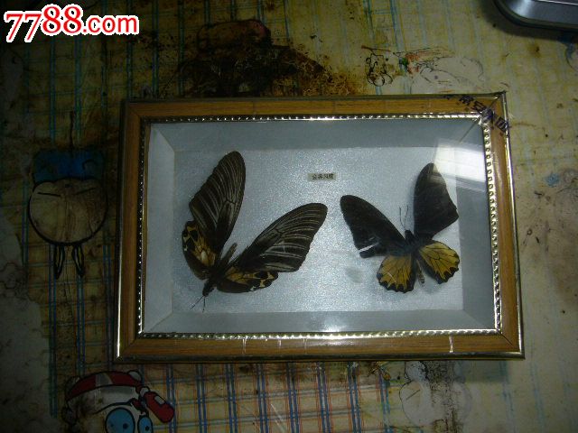 金裳凤蝶-价格:120.0000元-au7067498-蝴蝶/昆虫标本-拍卖-7788收藏