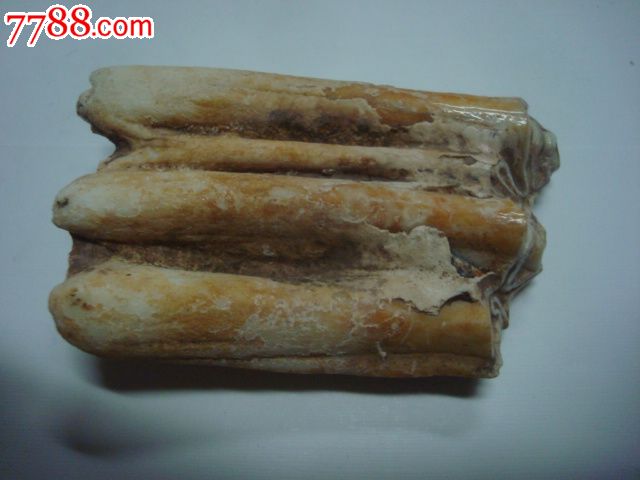 大型动物牙齿化石