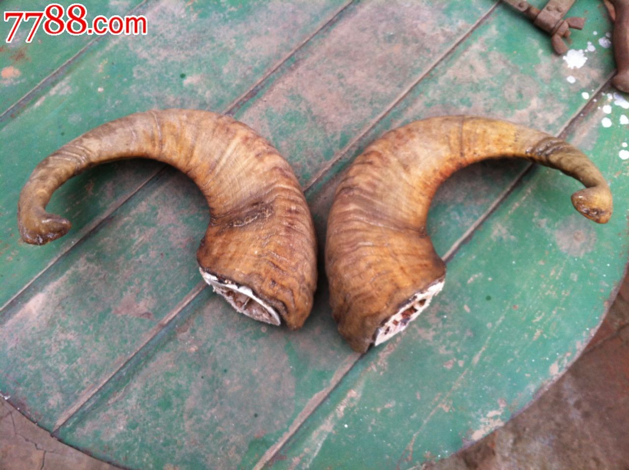 一对漂亮的山羊角