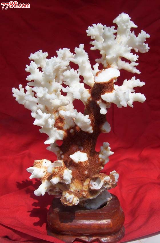 天然白珊瑚树